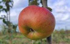Argiliere apple trees