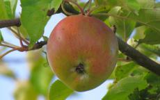 Fruit tree comparison - Ascahire