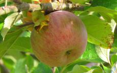 Baguette Violette apple trees