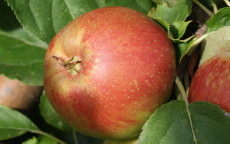 Belle de Boskoop apple trees