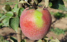 Belle Fleur Rouge apple trees