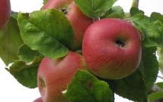 Brabant Bellefleur apple trees