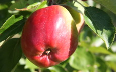 Berner Rosen apple trees