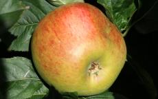 Blenheim Orange apple trees