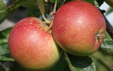 Braeburn apple trees