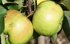 Bramley's Seedling apple trees