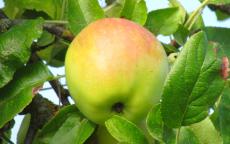 Cabarette apple trees
