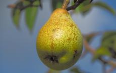 Cornelie pear trees