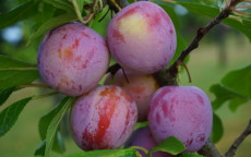 Count Althann's Gage plum trees