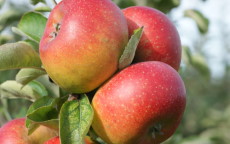 Court Pendu Rouge apple trees