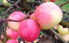 Cripps Pink apple trees