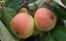 Fruit tree comparison - Precoce de Wirwignes