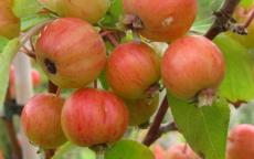 Evereste crab-apple trees