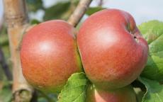 Flanders Reinette apple trees