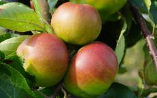 Gaillarde apple trees