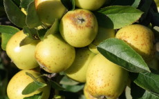 Fruit tree comparison - Golden Pippin