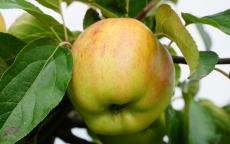 Gravenstein apple trees