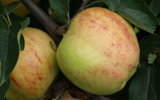Gravenstein apple trees
