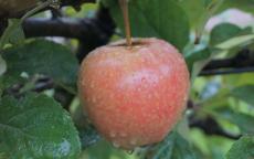 Hidden Rose apple trees