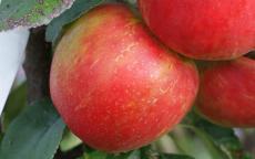 Honeycrisp apple trees