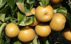 Hosui pear trees