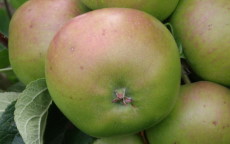 Jacques Lebel apple trees