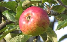 Lanscailler apple trees
