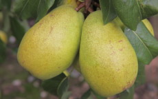 Beurre Lebrun pear trees
