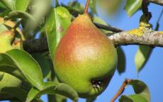 Legipont pear trees