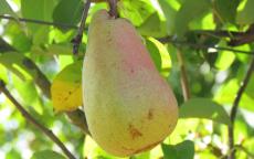 Marguerite Marillat pear trees