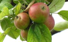 Marseigna cider apple trees