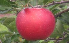 Melrose apple trees
