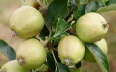 Michelin cider apple trees