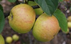 Muscadet de Dieppe cider apple trees