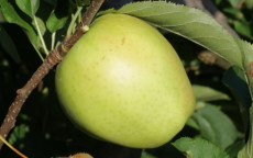 Mutsu apple trees