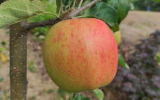 Oksana apple trees