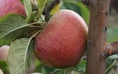 Peasgood's Nonsuch apple trees