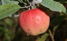 Pink Pearl apple trees