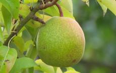 Precoce Henin pear trees
