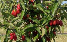 Radost cornelian cherry trees
