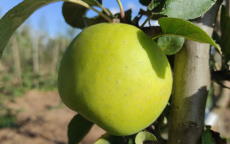 Reinette Abry apple trees