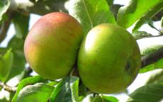Reinette de France apple trees