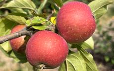 Reinette Rouge Etoilee apple trees