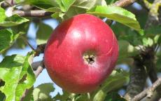 Sang de Boeuf apple trees