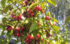 Szafer cornelian cherry trees