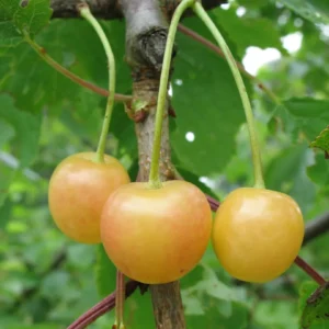 blanche de wavrans sur l aa cherry tree