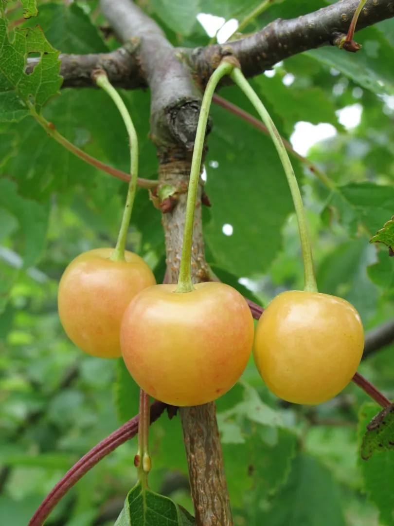 blanche de wavrans sur l aa cherry tree