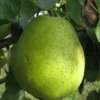 madame gregoire pear