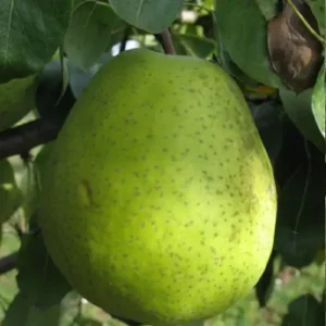 madame gregoire pear