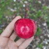 Pommier Sanguin 'Preston's Red Flesh'